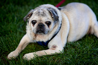 Pug Rescue Event at Glenridge Winery 050623